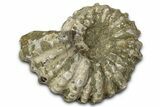 Bumpy Ammonite (Douvilleiceras) Fossil - Madagascar #343853-1